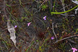 Image of Utricularia petertaylorii Lowrie