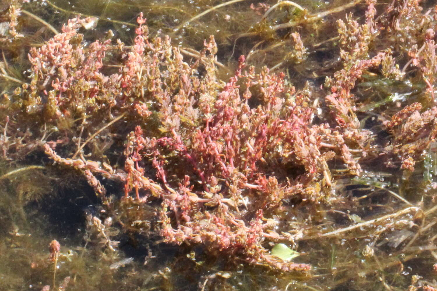 Image of Myriophyllum verrucosum Lindl.