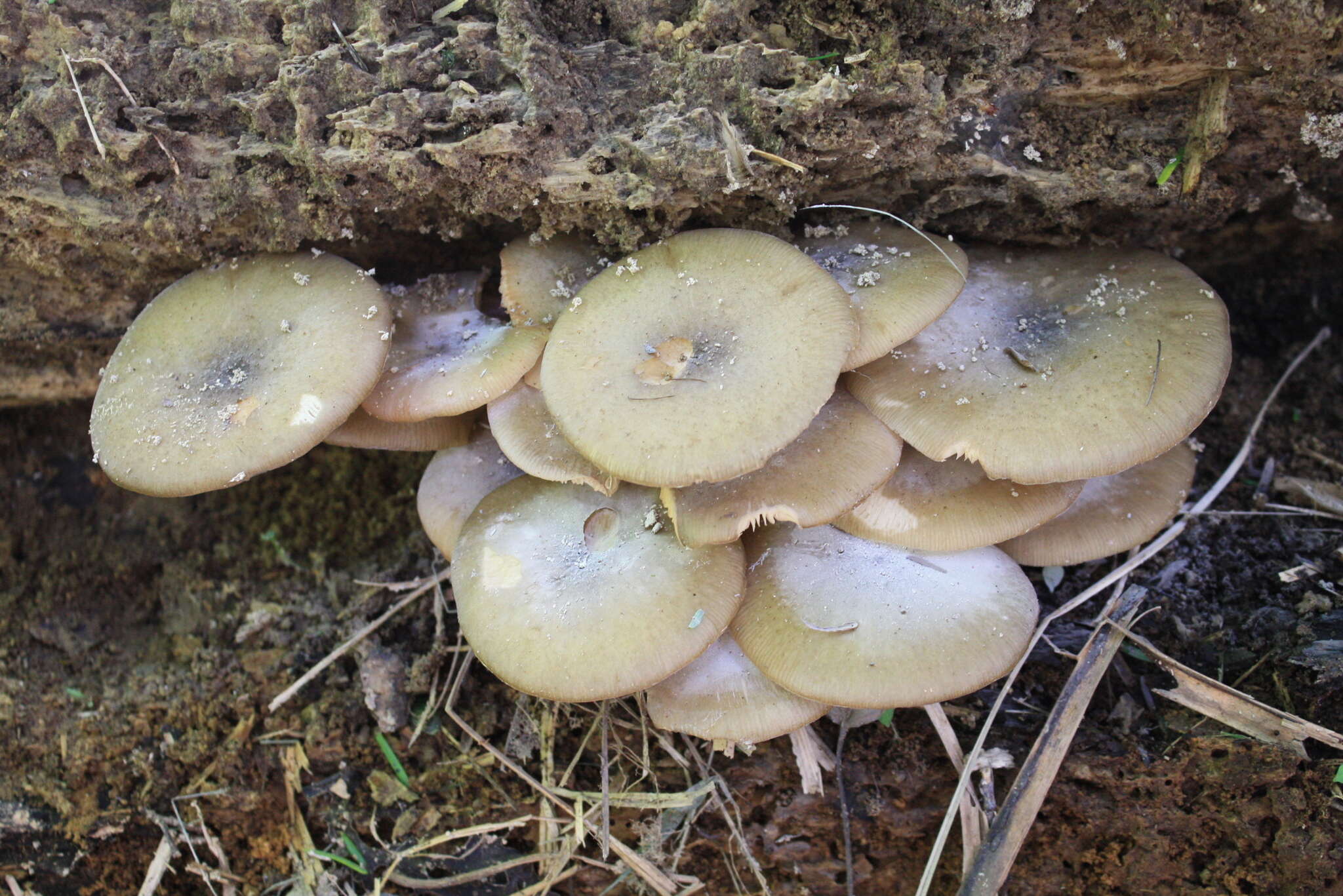 Image of Armillaria limonea (G. Stev.) Boesew. 1977