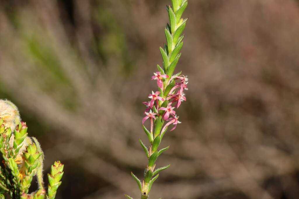 Image of Struthiola striata Lam.