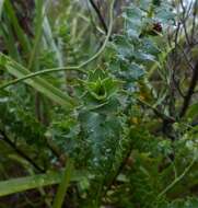 Plancia ëd <i>Cliffortia <i>ilicifolia</i></i> var. ilicifolia