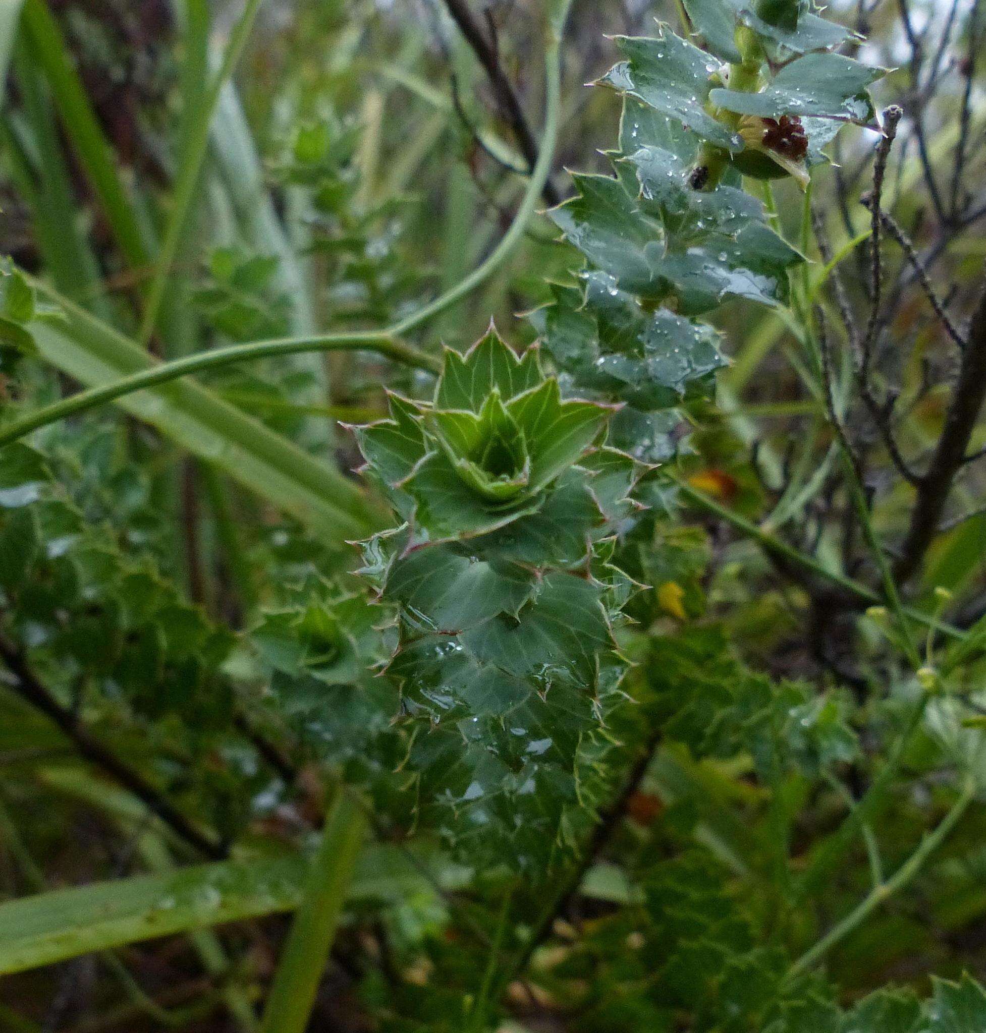 Image of <i>Cliffortia <i>ilicifolia</i></i> var. ilicifolia