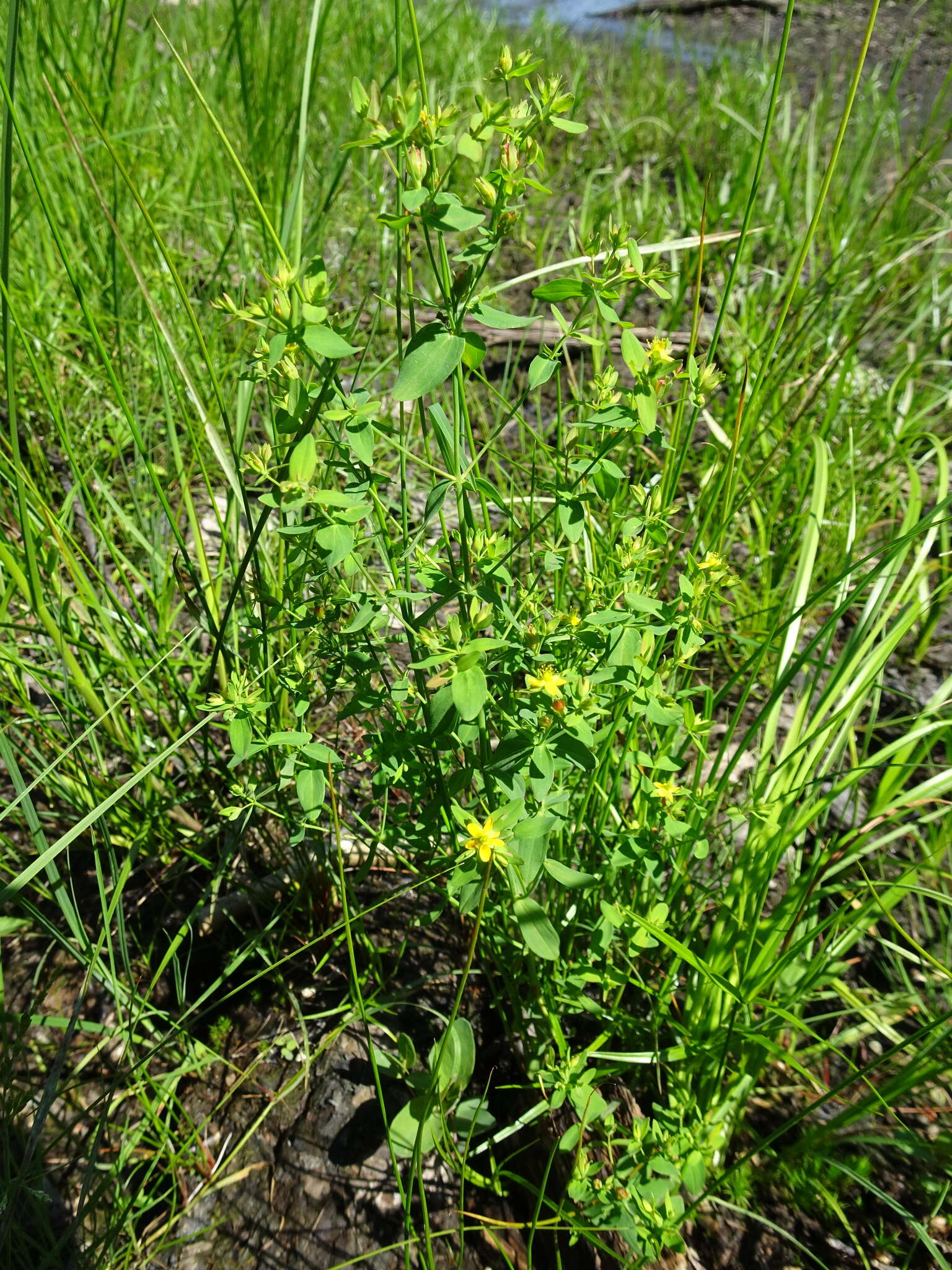 Image of northern St. Johnswort