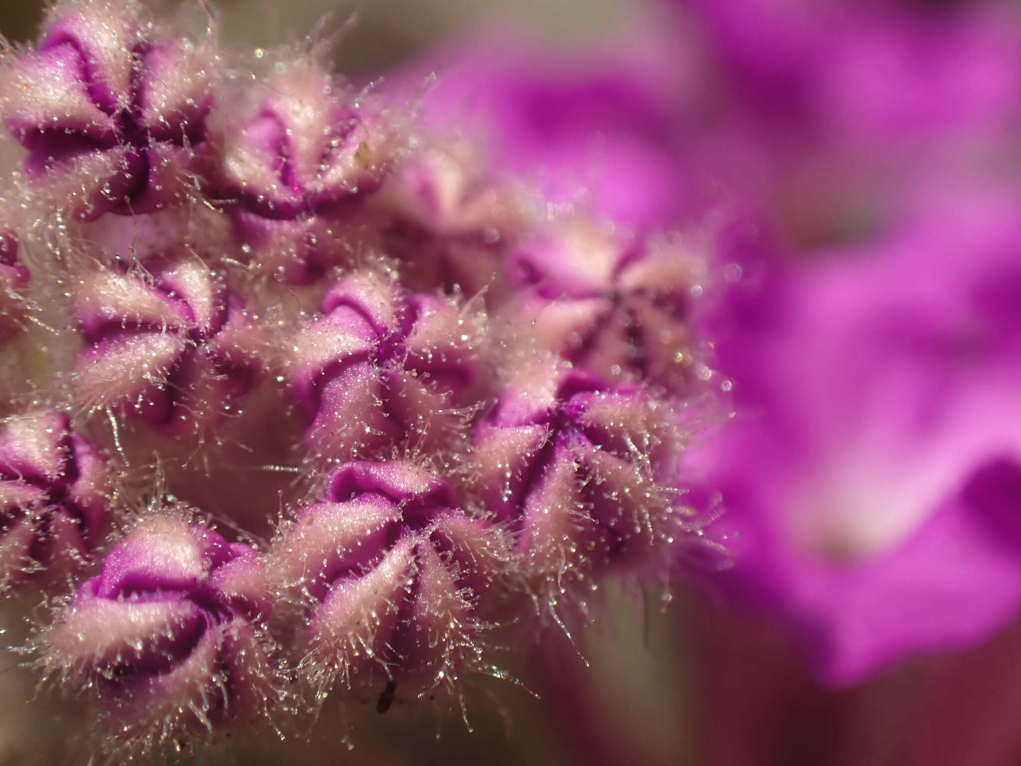 Image of desert sand verbena