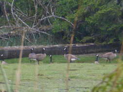 Image of Branta canadensis fulva Delacour 1951