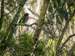 Image of Mistletoebird