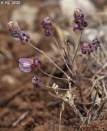 Слика од Aethionema heterocarpum J. Gay ex Trevir.