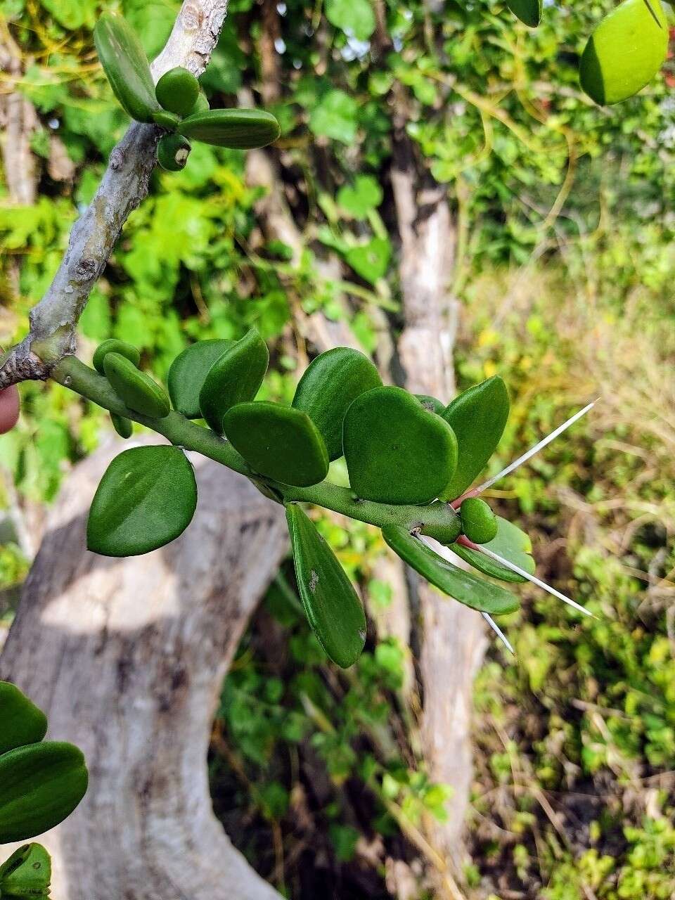 Imagem de Pereskiopsis diguetii (F. A. C. Weber) Britton & Rose