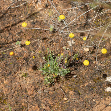 Image of Asteridea athrixioides (Sonder & Mueller) G. Kroner