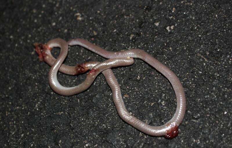 Image of Western Blind Snake