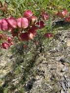 Image de Dodonaea physocarpa F. Müll.