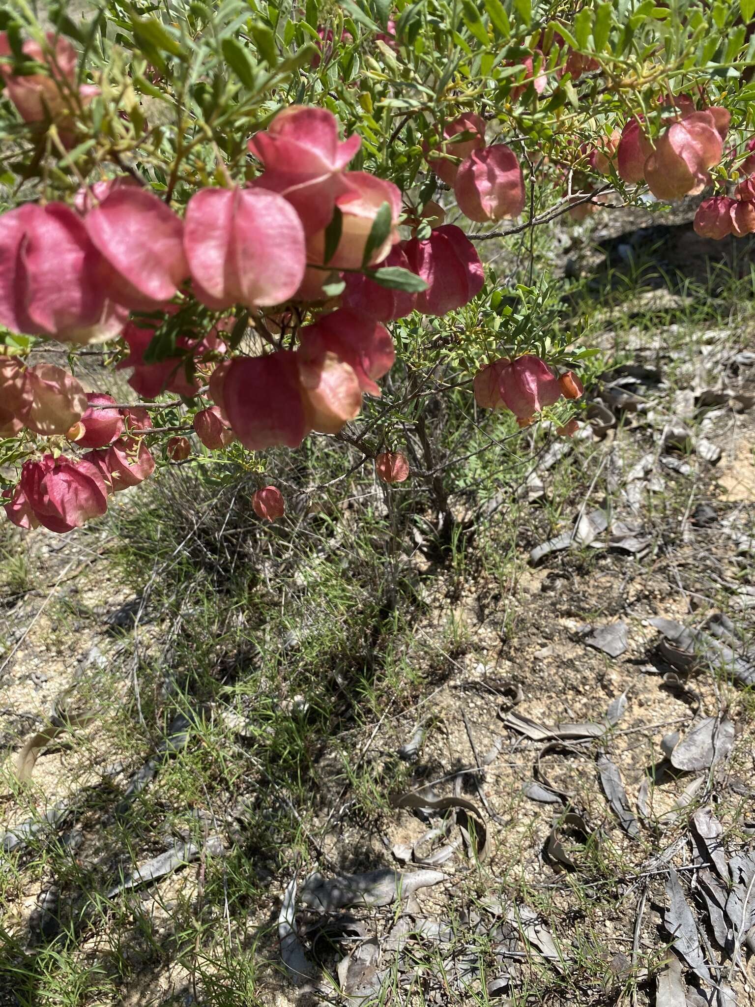 Image de Dodonaea physocarpa F. Müll.