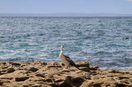 Image de Anhinga d'Australie