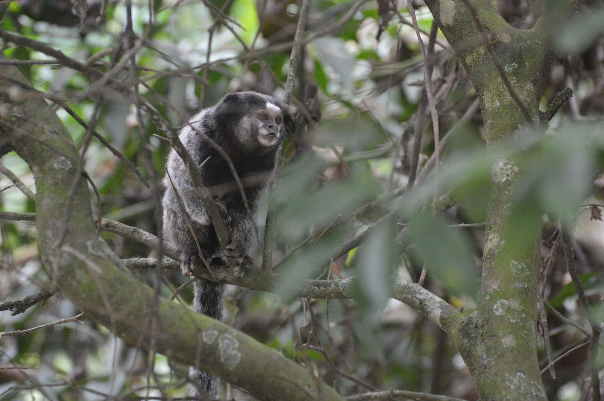 Image of Black-pencilled Marmoset