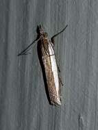 Image of Large-striped Grass-veneer Moth