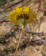 Image of Picris asplenioides L.