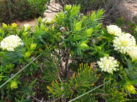 Image of Pimelea leucantha Diels