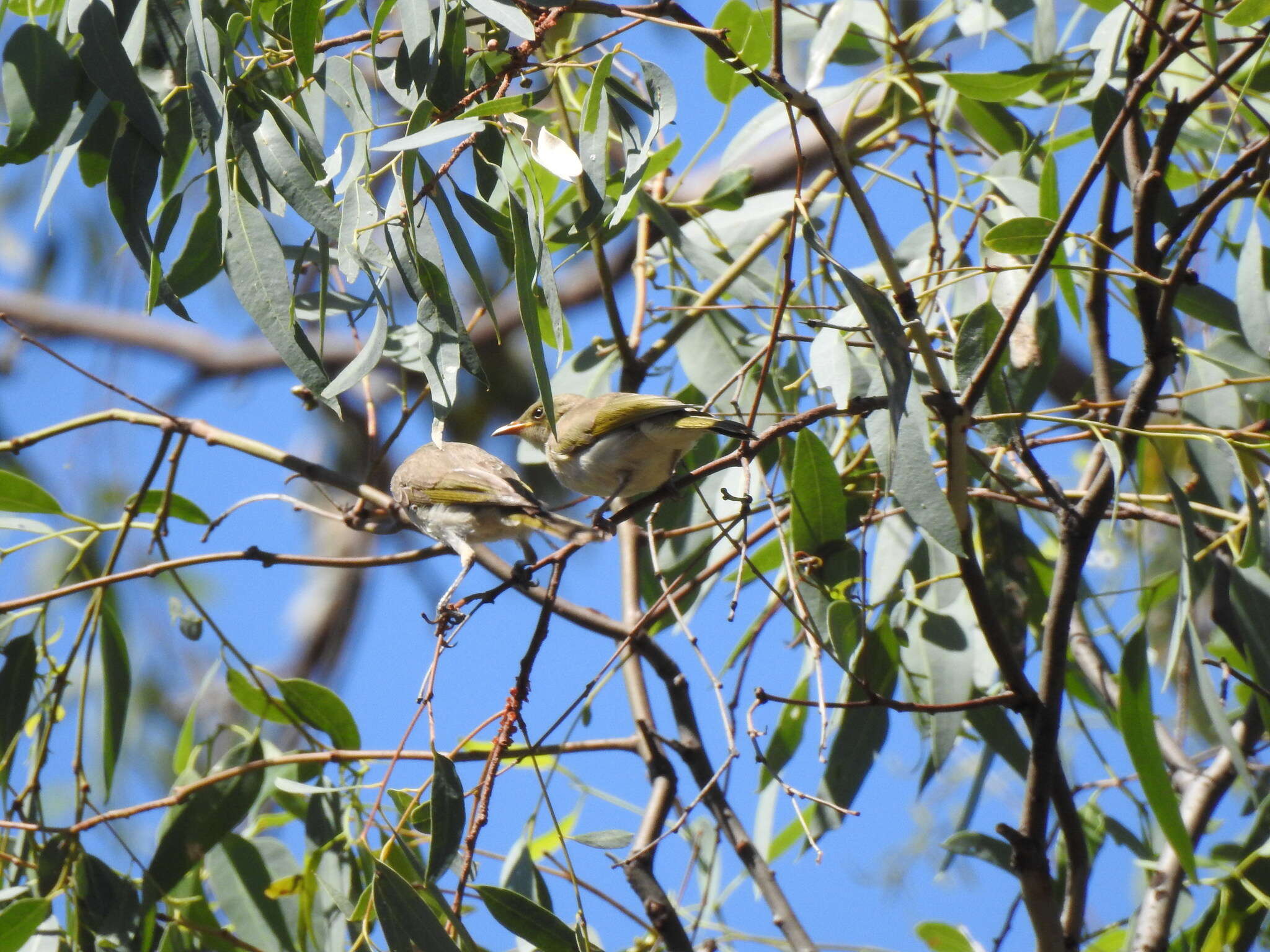 Imagem de Ptilotula fusca (Gould 1837)