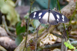 Image of Acraea lycoa Godart 1819