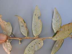 Image of Rough-leaved croton