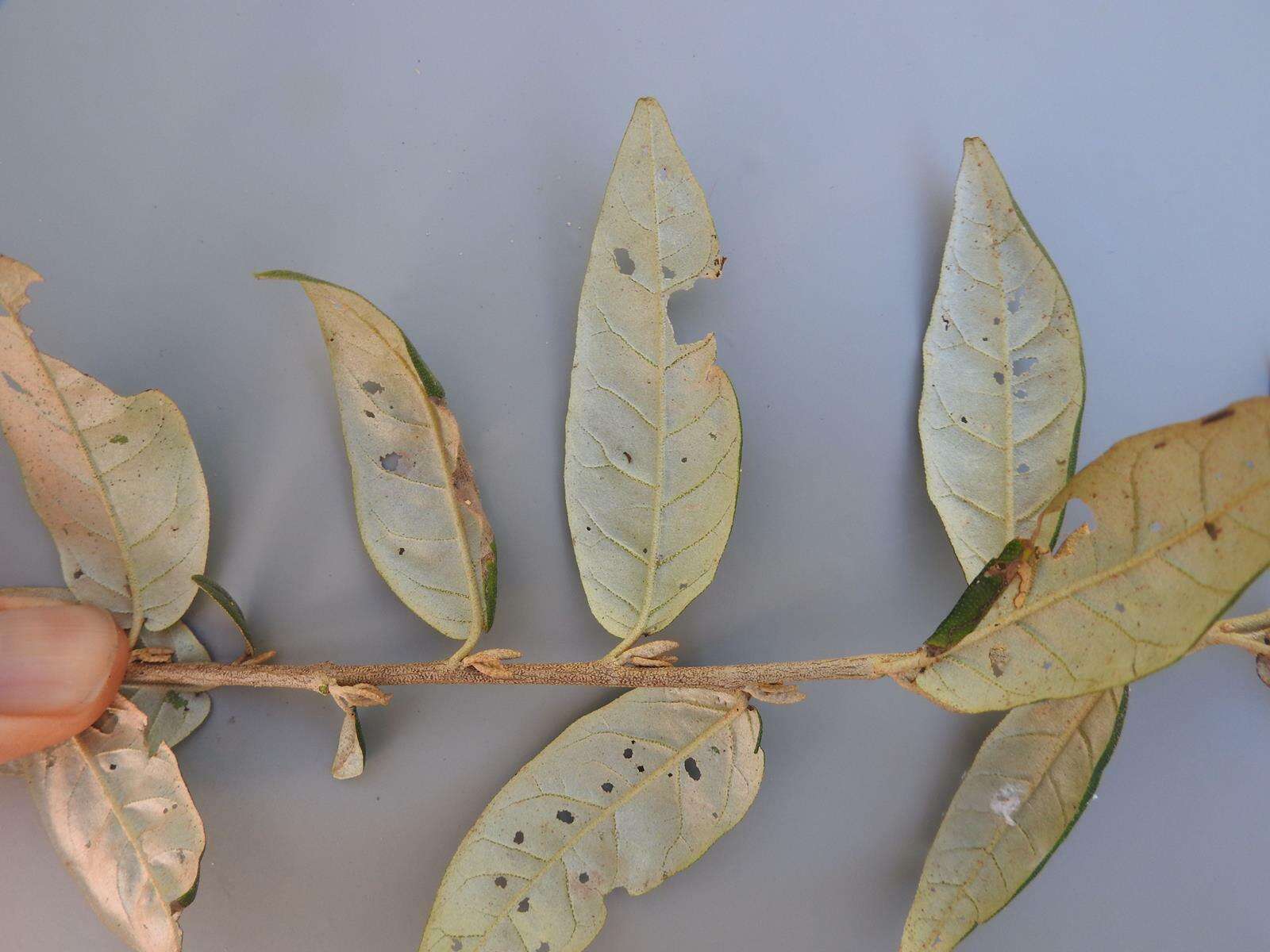 Image of Rough-leaved croton