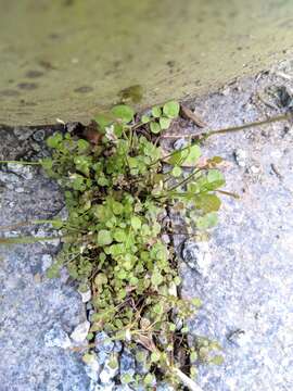 Image of Cardamine corymbosa Hook. fil.