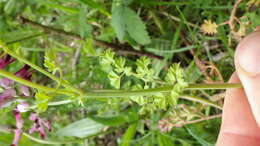 Image of Purple ramping-fumitory