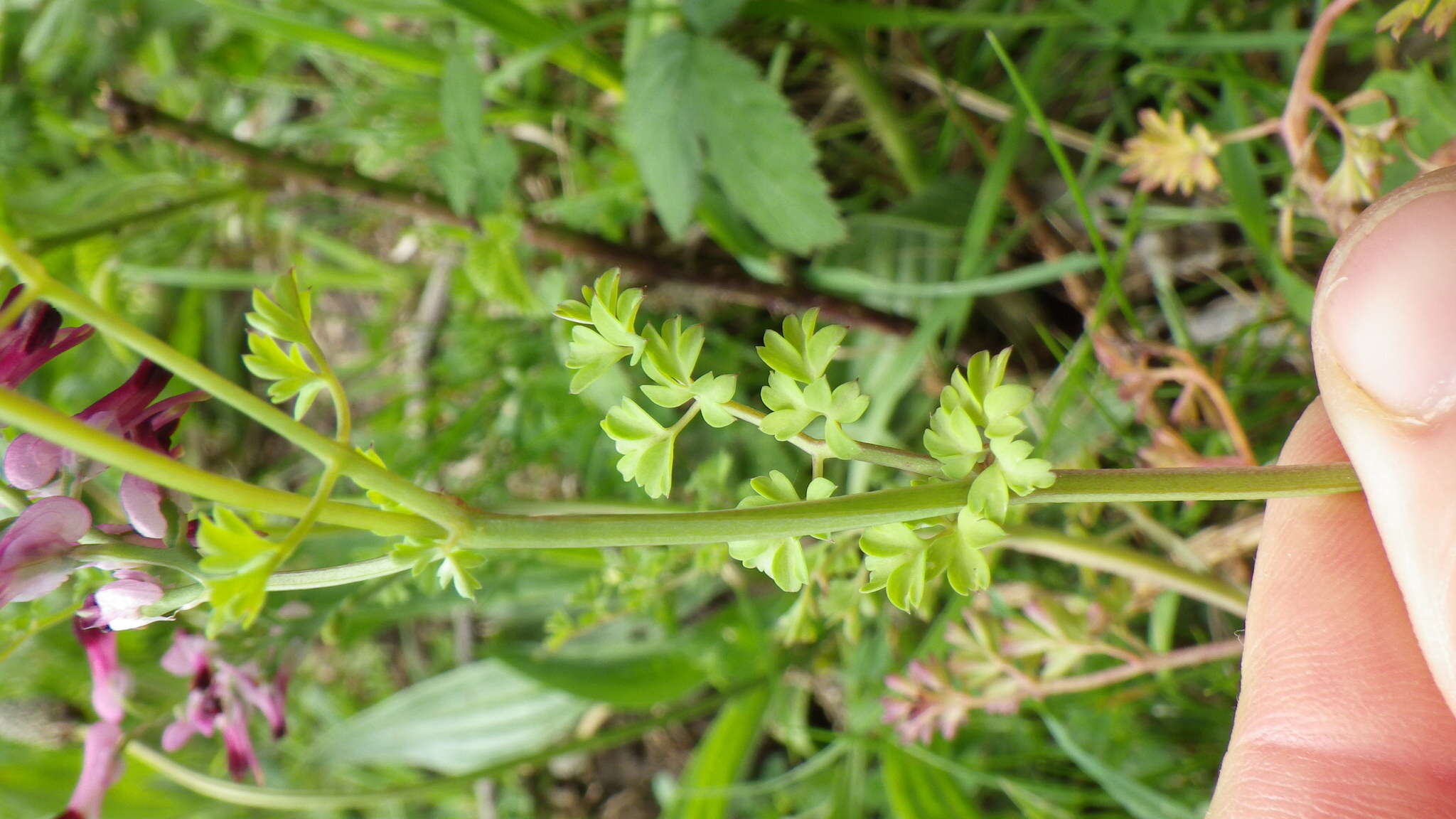 Image of Purple ramping-fumitory