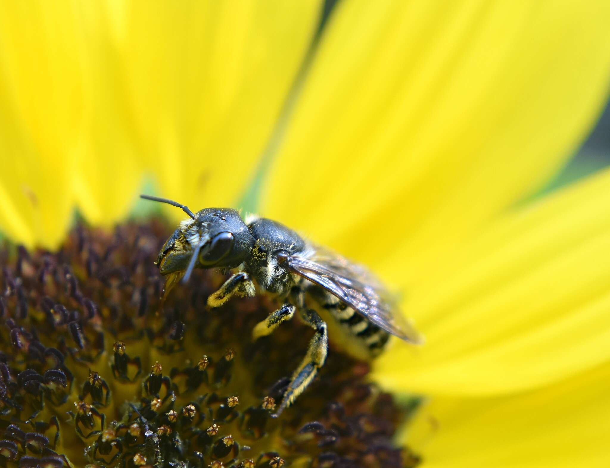 صورة Megachile pugnata Say 1837