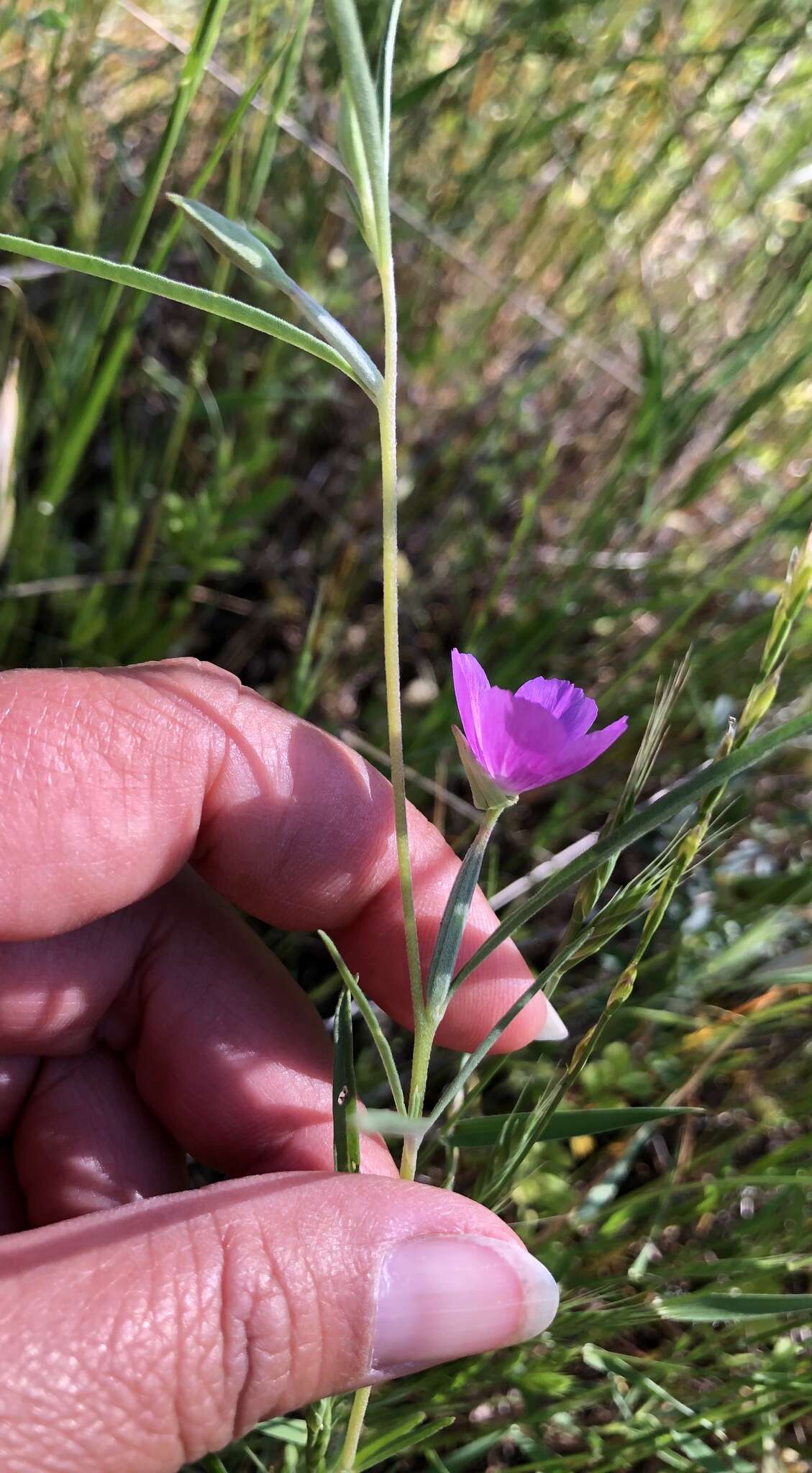 Image of chaparral clarkia