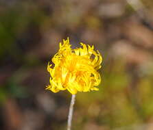 Image of Podolepis jaceoides (Sims) Voss