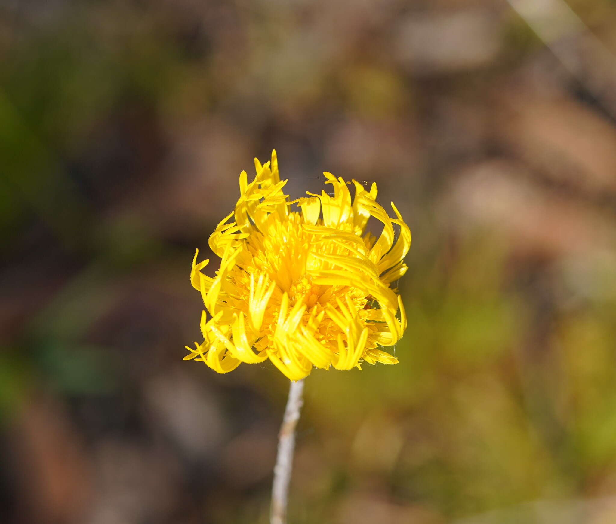 Image of Podolepis jaceoides (Sims) Voss