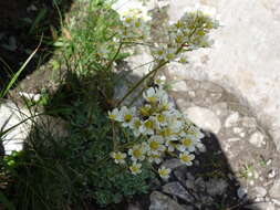 Image of Livelong Saxifrage