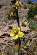 Image of Verbascum damascenum Boiss.
