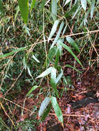 Image of yellow grove bamboo