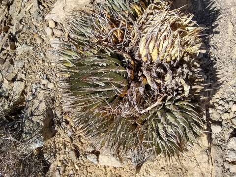 Image of Utah agave