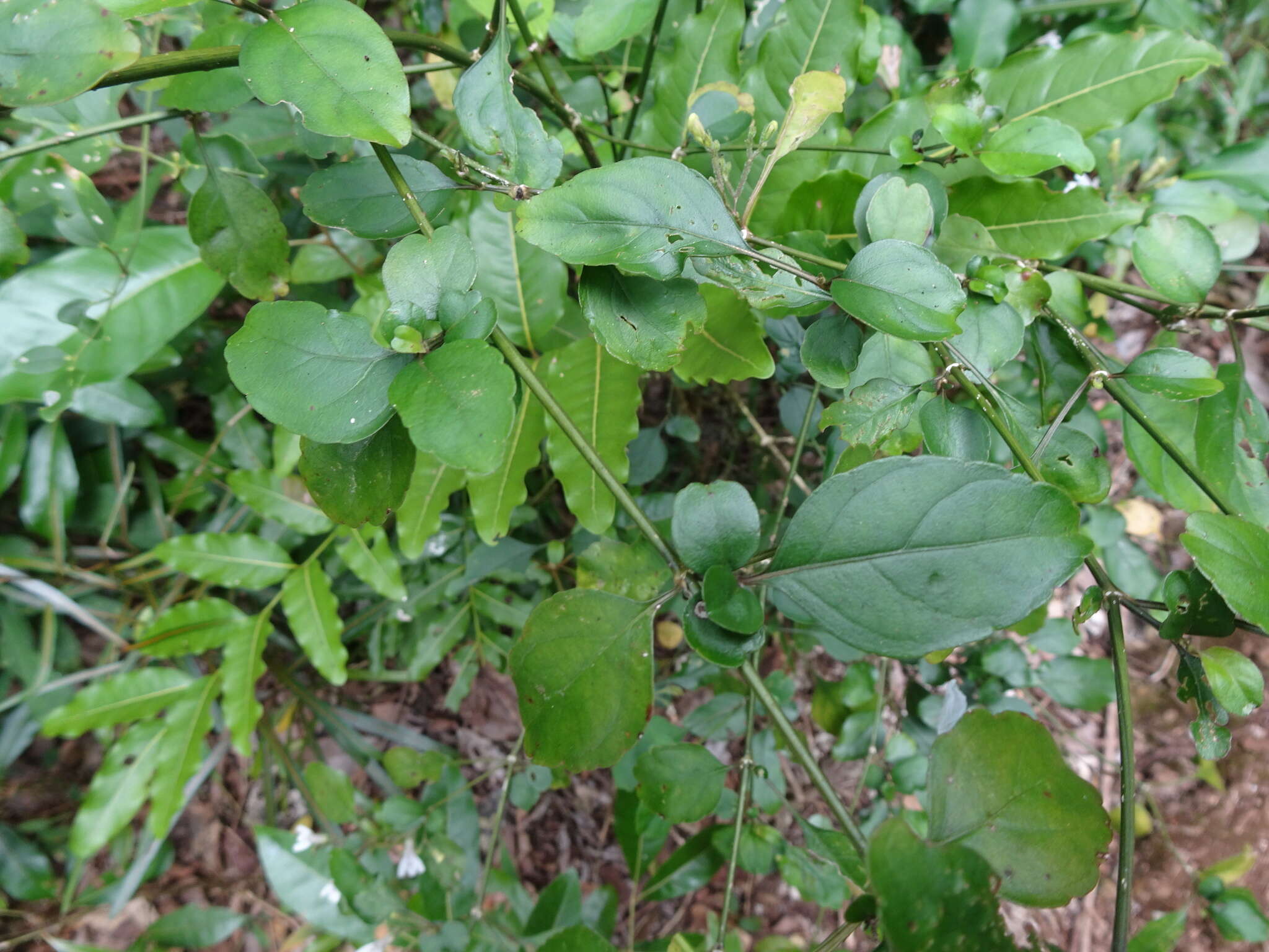 Image of Justicia pinensis S. Moore
