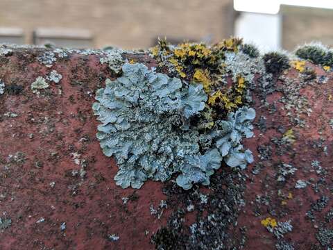 Image of forest speckleback lichen