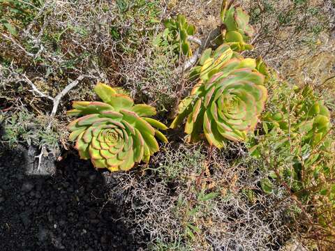 Image of Aeonium lancerottense (Praeger) Praeger