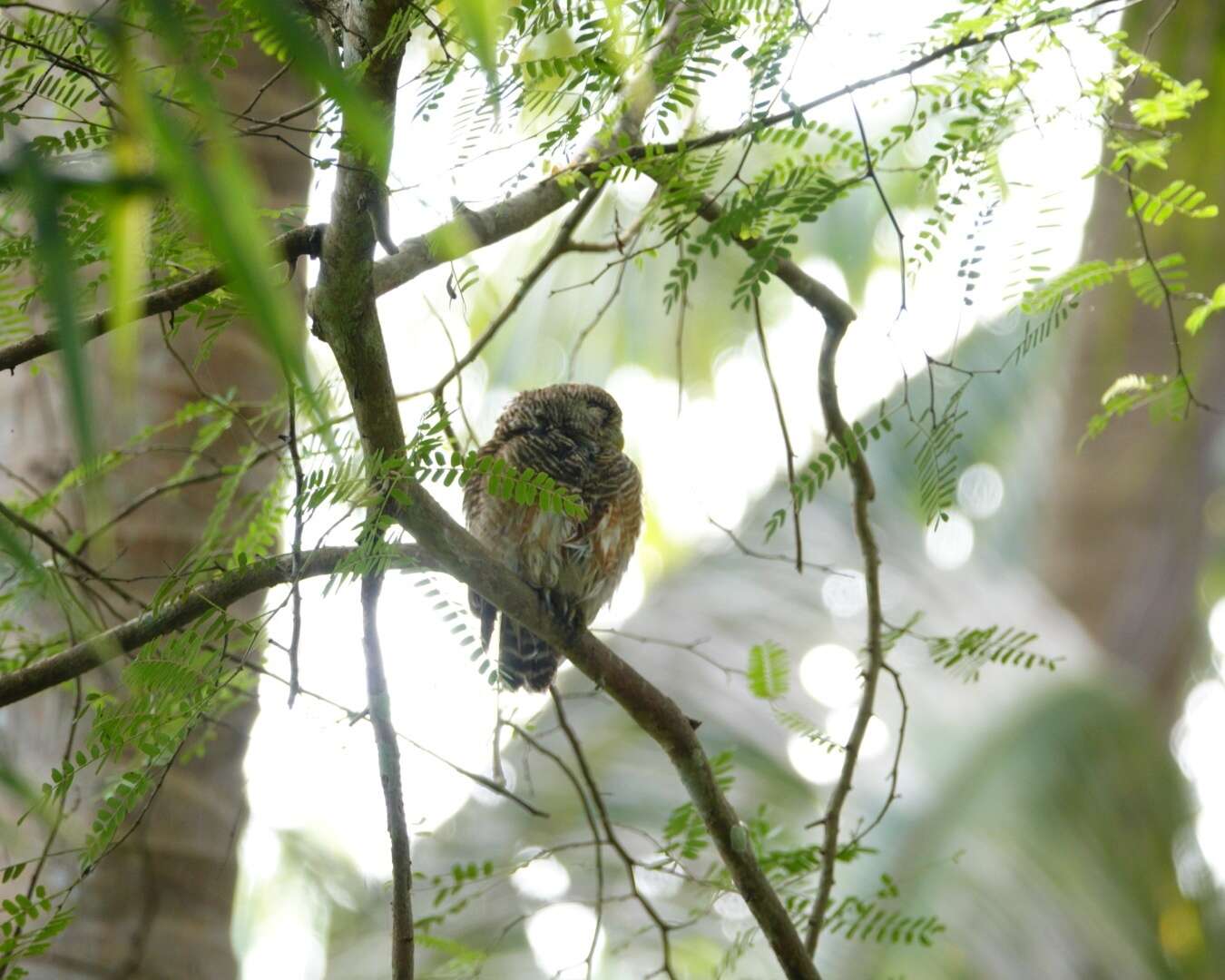 Image of Asian Barred Owlet