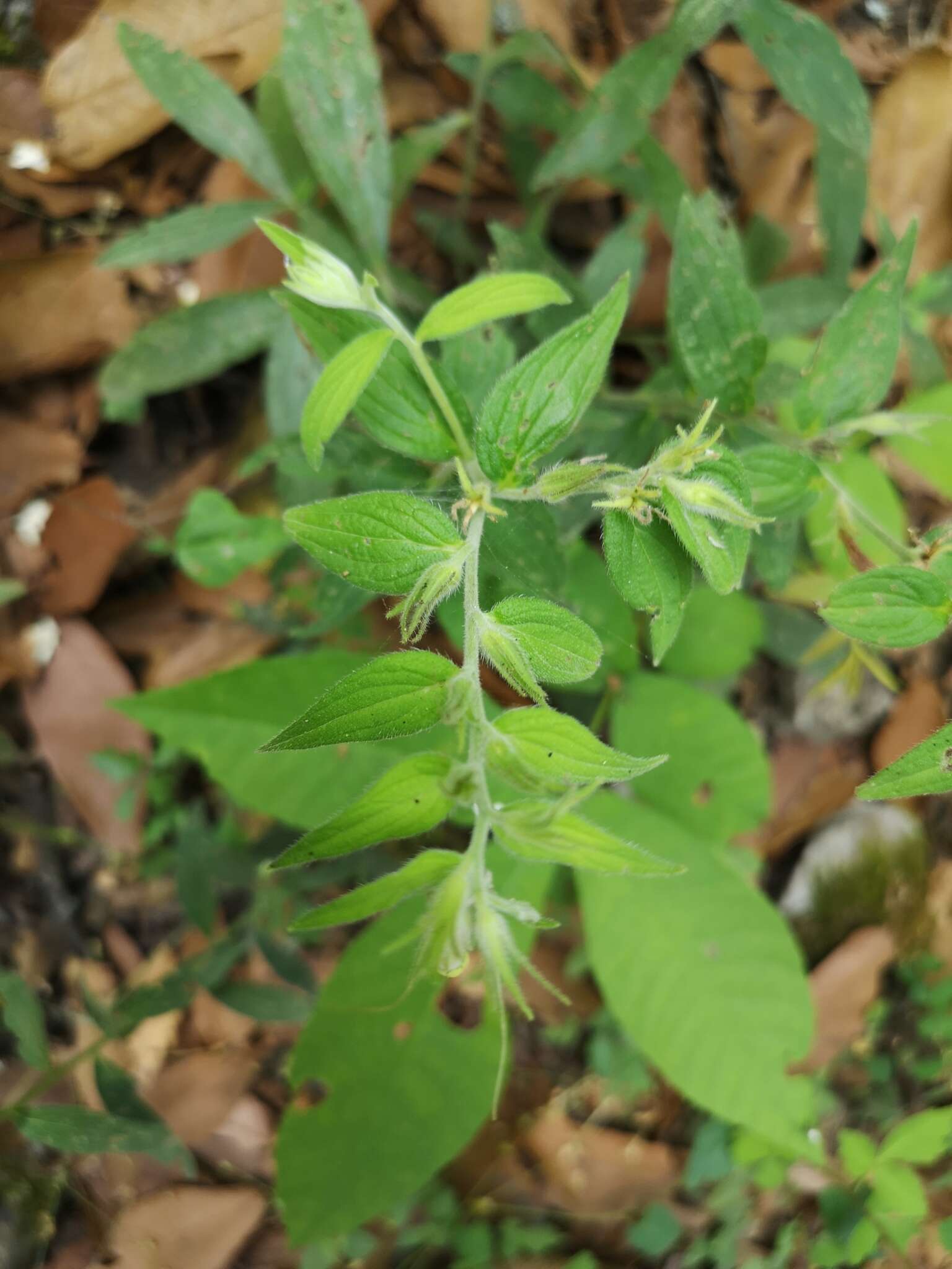 Image of green stoneseed