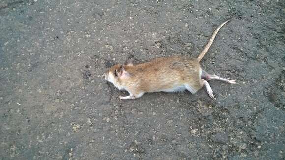 Image of Indian Gerbil