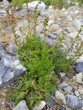 Image of Boreal Sagebrush