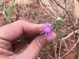 Image of Leuzea repens