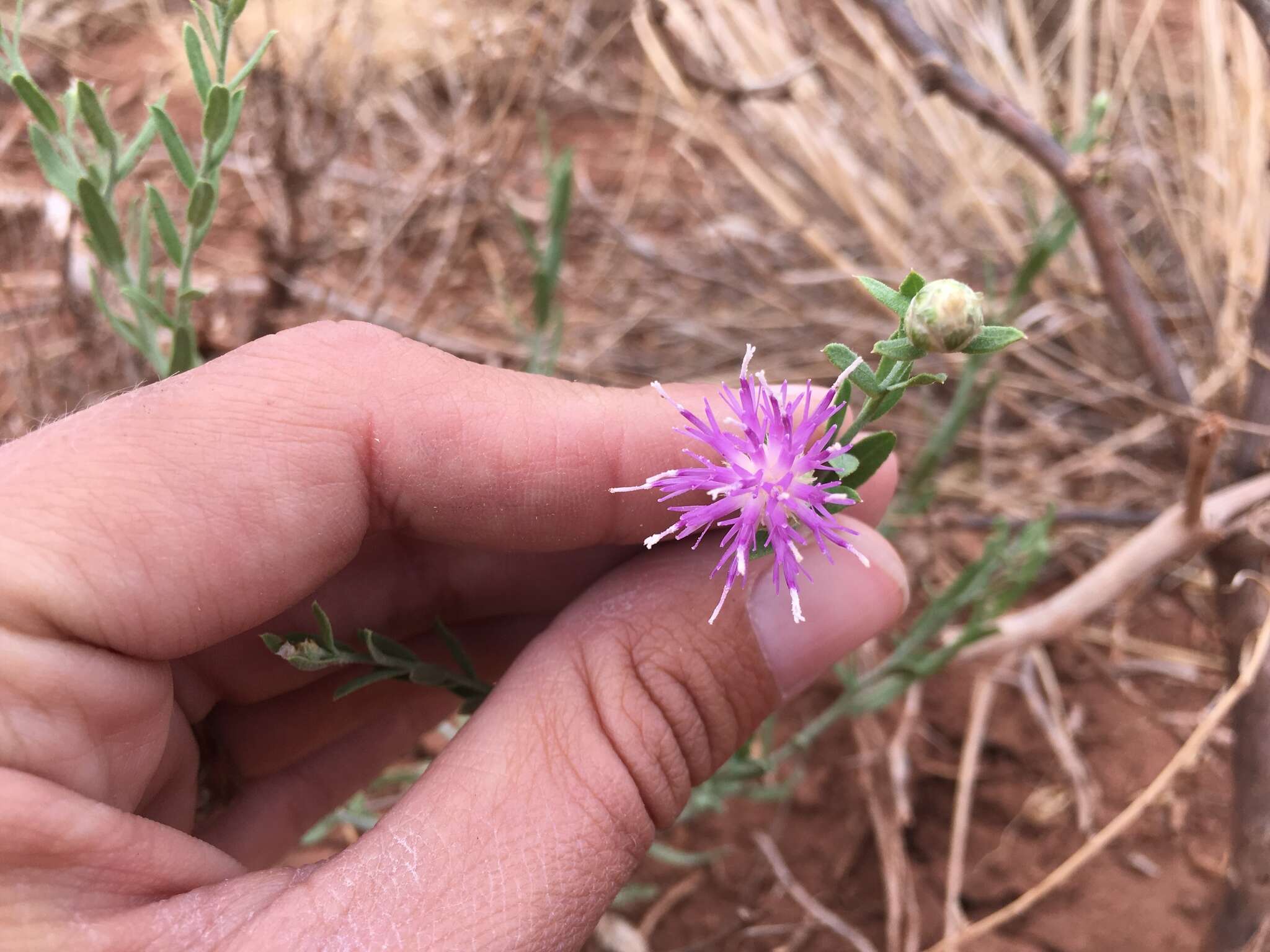 Image of Leuzea repens