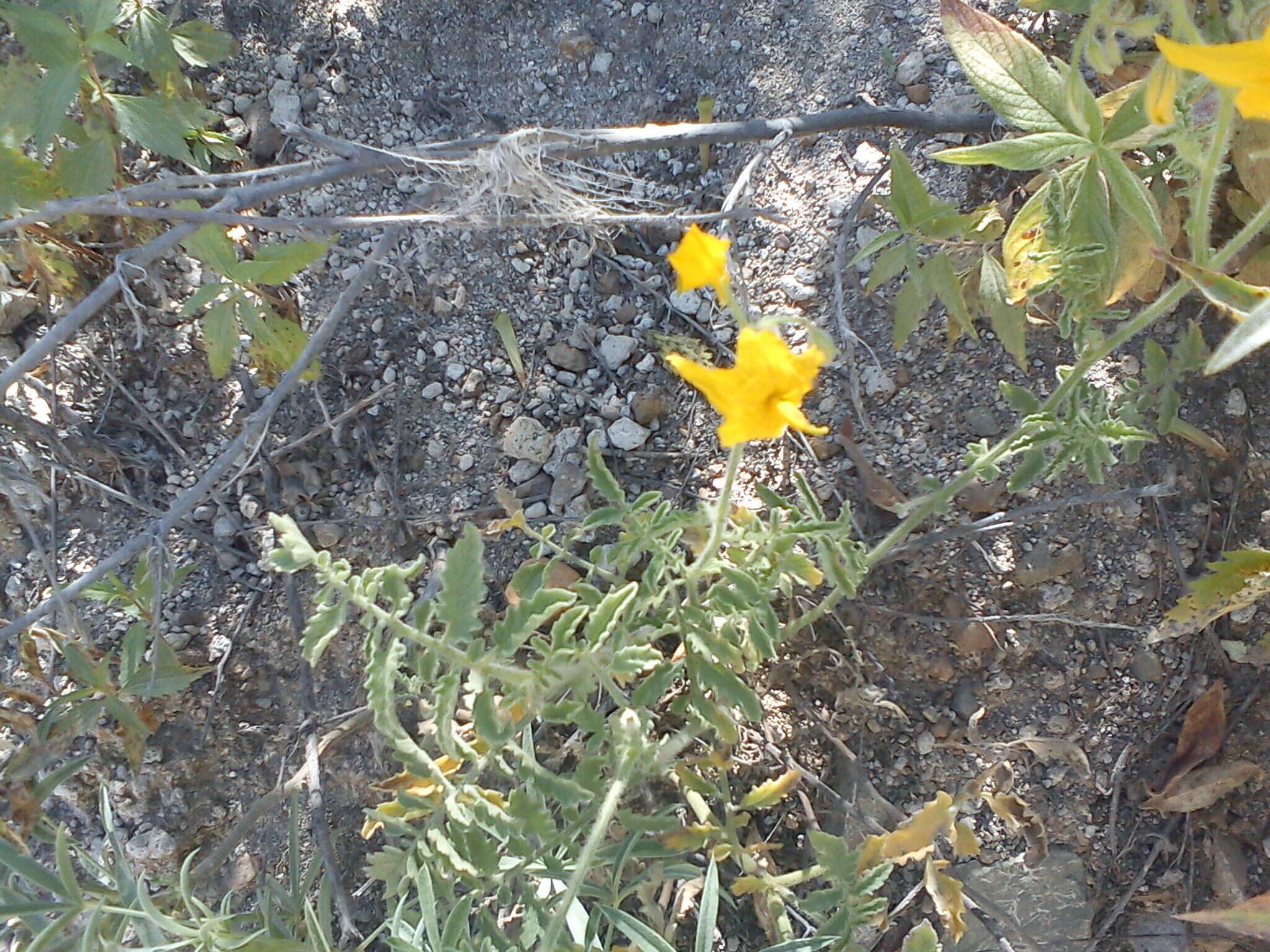 Image of Peruvian nightshade