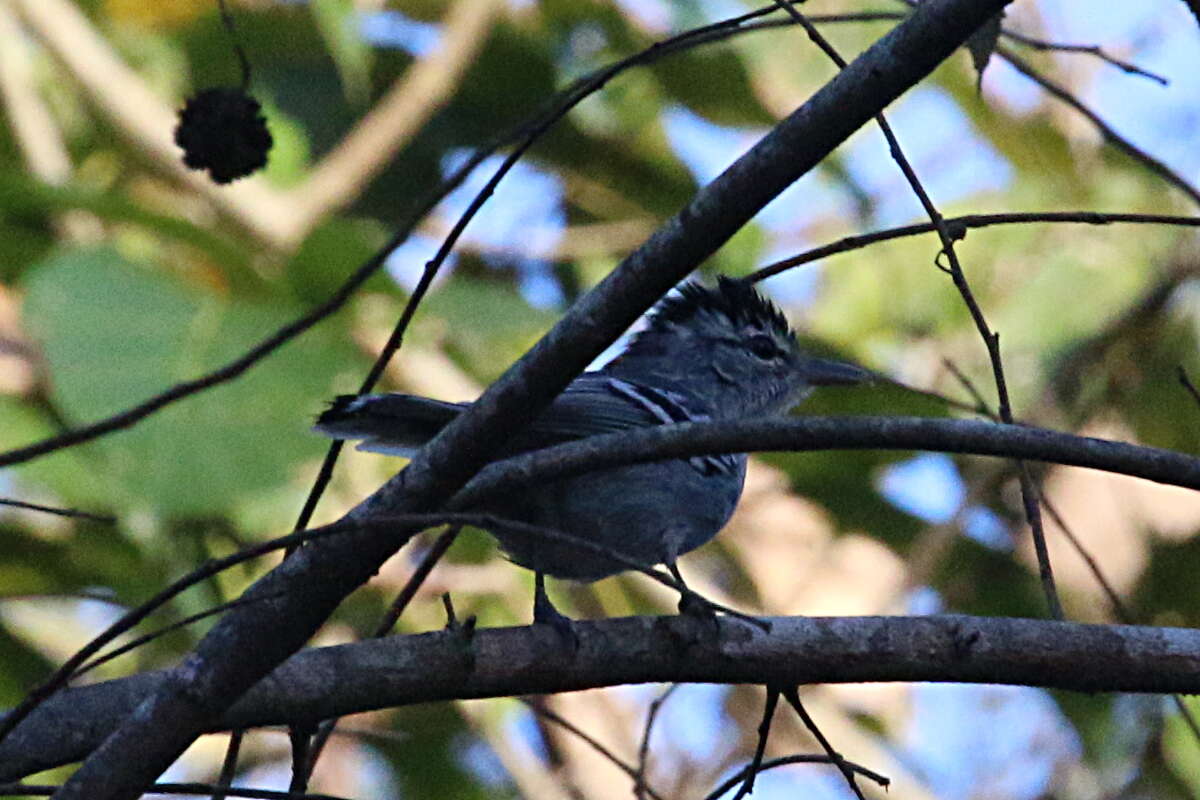 Слика од Herpsilochmus longirostris Pelzeln 1868