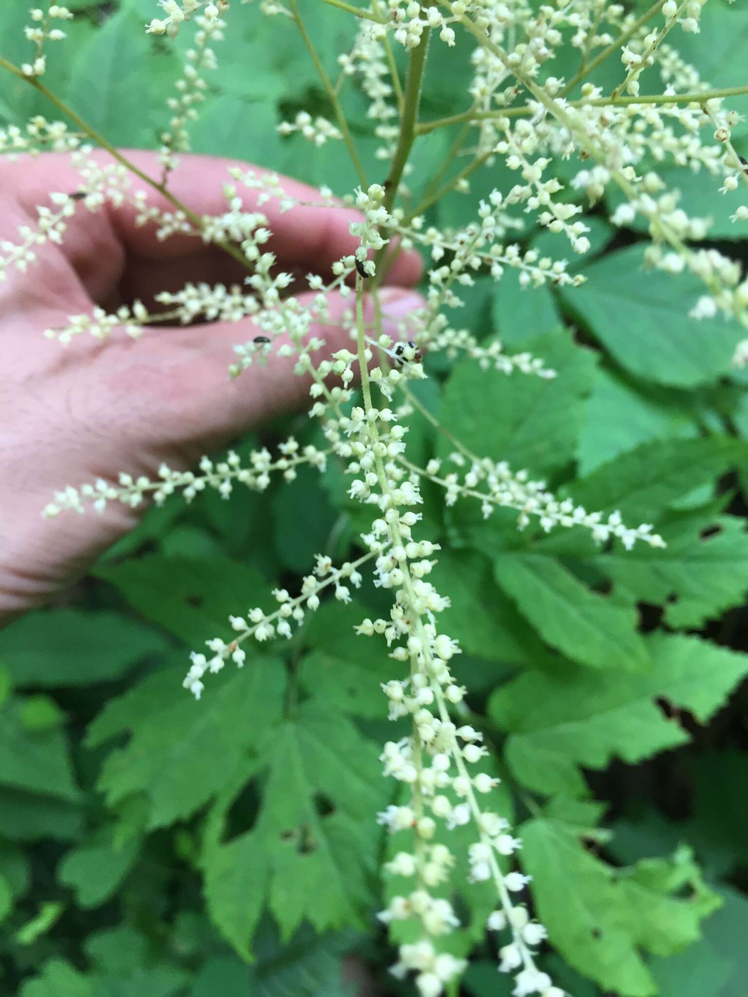 Image of Appalachian False Goat's-Beard