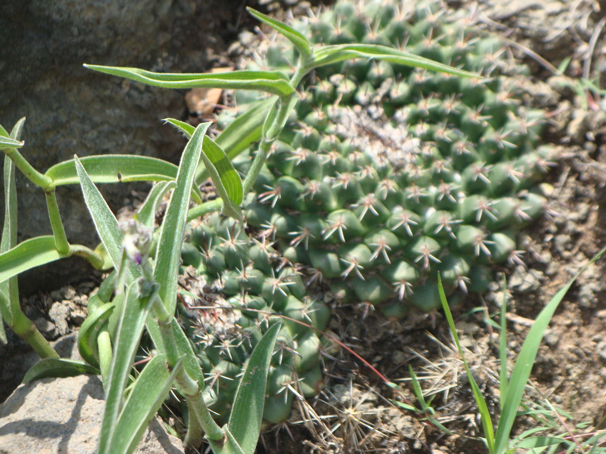 Image of Mammillaria uncinata Zucc. ex Pfeiff.