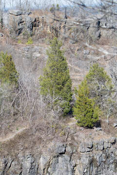 Juniperus virginiana var. virginiana resmi